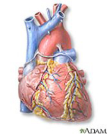 What does the ventricle do?